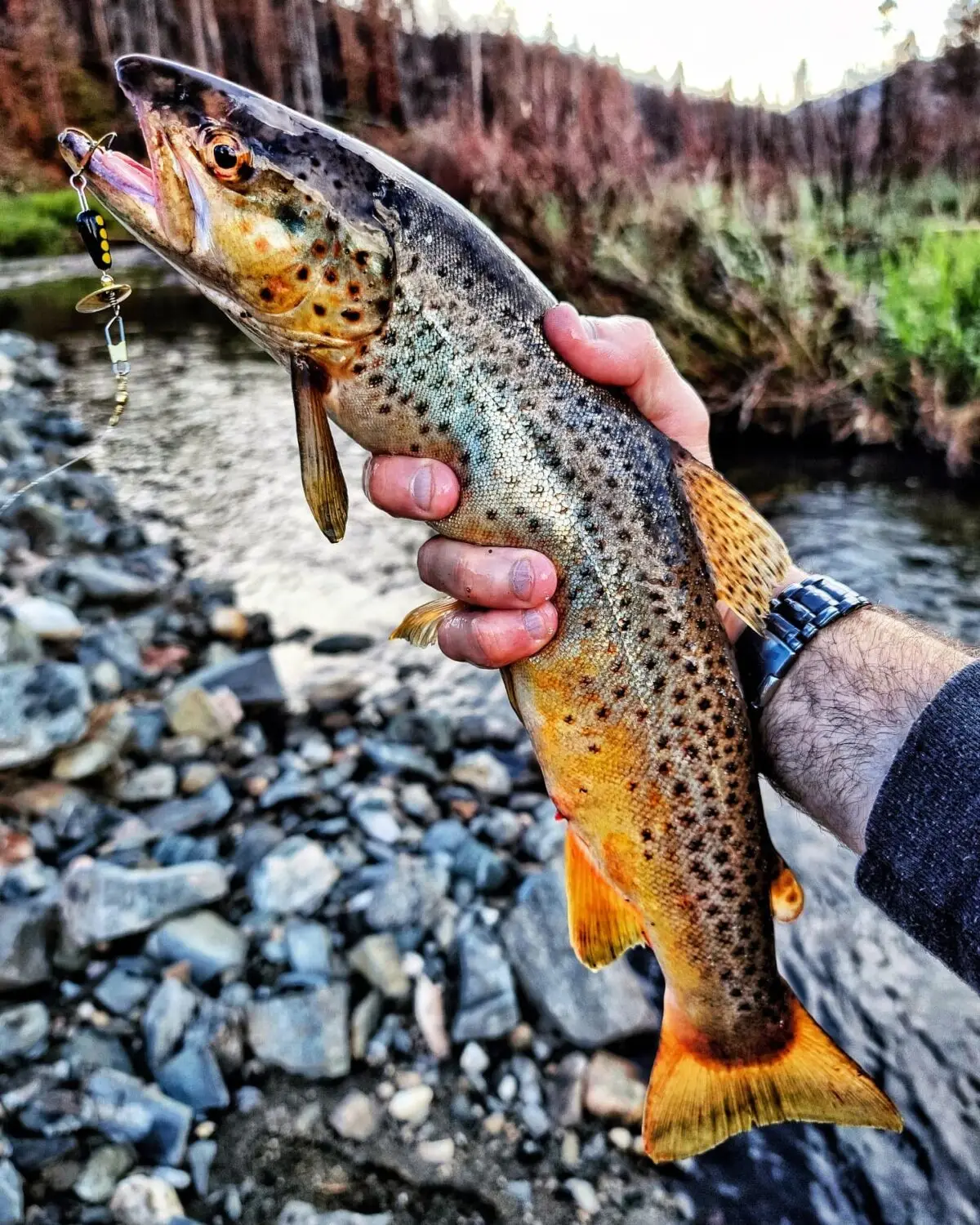 Transport your taste buds to the wilds of beautiful and breathtaking, Northern Michigan with Live Fire Republic's grilled brown trout with roasted pine nut pesto!