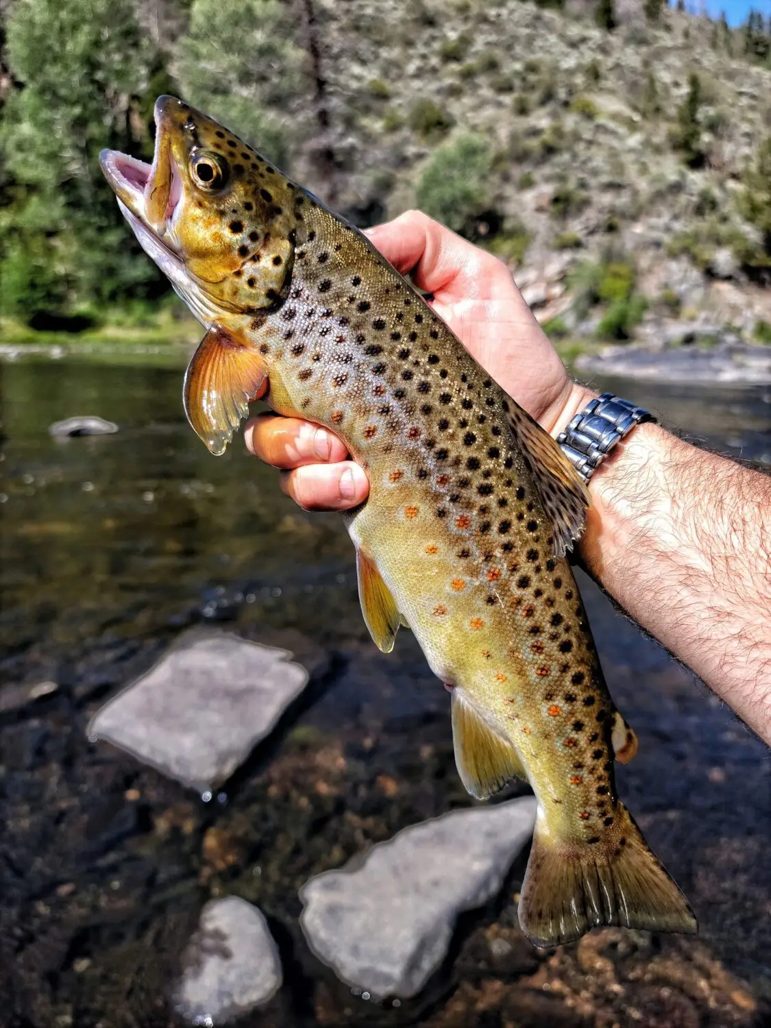 Transport your taste buds to the wilds of beautiful and breathtaking, Northern Michigan with Live Fire Republic's grilled brown trout with roasted pine nut pesto!