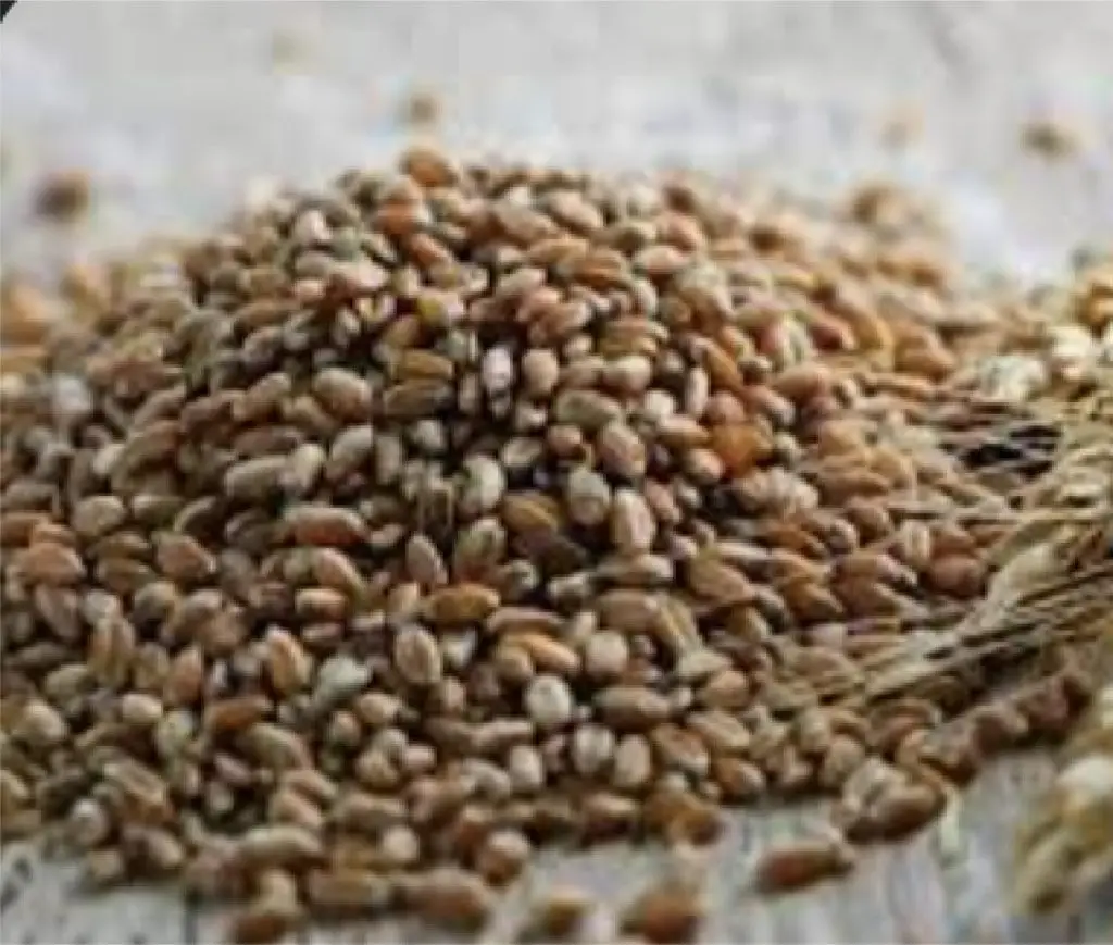 Heap of wheat grains on a sackcloth surface, showcasing natural texture and fresh harvest quality.