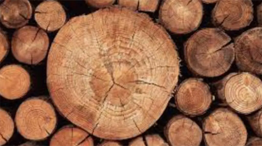Stacked tree logs with visible rings and cracks, showcasing natural texture and wood grain patterns.
